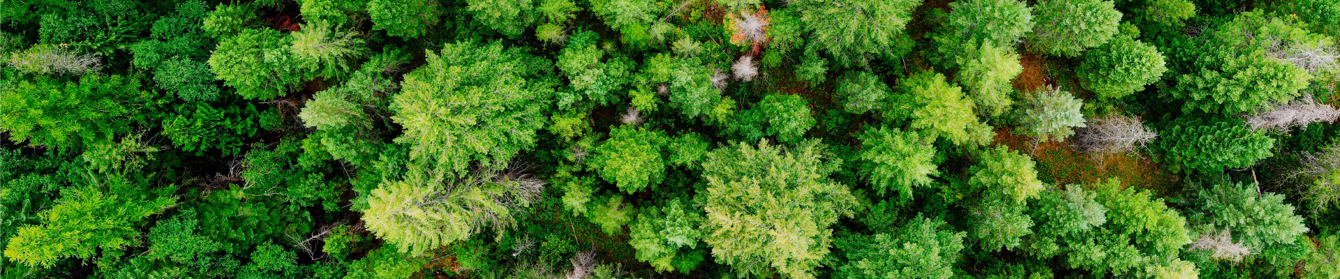 Forêt
