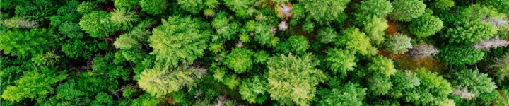 Forêt